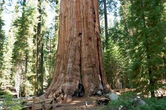 General Sherman Tree In Sequoia National Park Wallpaper Click
