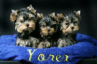 Image Yorkshire Terrier The Dog Wallpaper Best