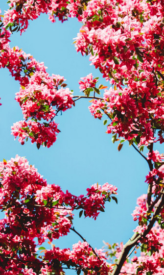 Spring Aesthetic Wallpaper Cute Background For Phone