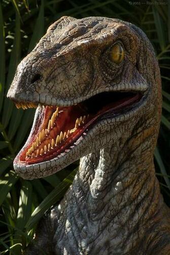 Velociraptor Dinosaur Photos Information Gallery