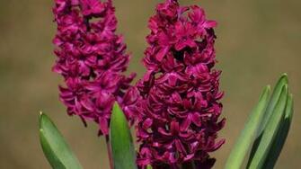 Hyacinth Wallpaper