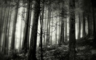 Forest Background Black And White Wallpaper