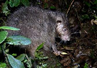 Pin Worlds Largest Rat Species