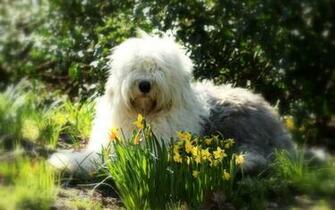 Old English Sheepdog Wallpaper My Doggy Rocks