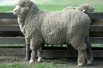 Merino Sheep HD Wallpaper