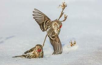 Wallpaper Snow Birds Wings A Couple Common Redpoll Image For