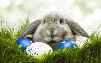 Egg Rabbit Cute Easter Holiday Animal Wallpaper Animals