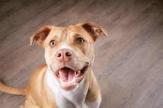 Dog Pitbull Wallpaper