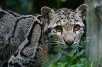 Clouded Leopard Wallpaper Background