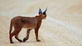 HD Wallpaper Of Wild Cats Recipeapart