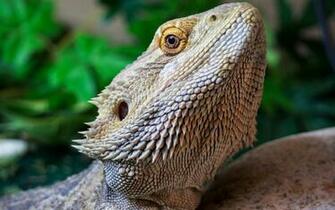 Bearded Dragon Computer Wallpaper Desktop Background
