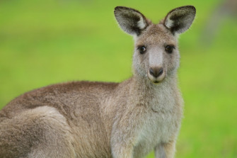 Brown Kangaroo On Green Grass Field During Daytime Photo