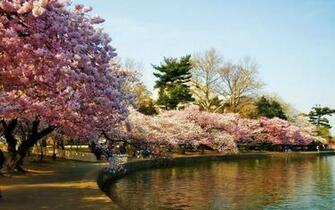 Morning Headlines Watch Where You Park To The Cherry Blossoms