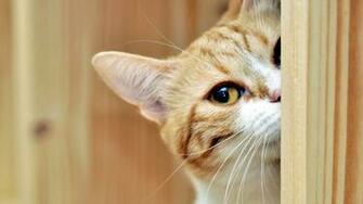 Best Peeking Background An iPhone