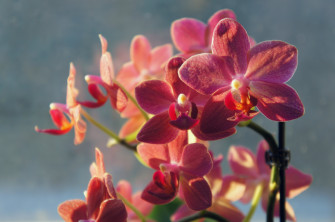 Orchids Wallpaper HD