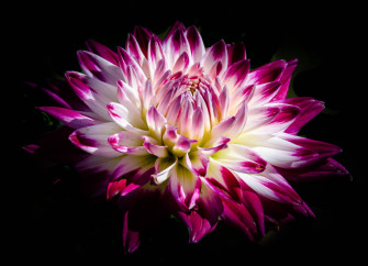 Stunning Pink Dahlia HD Wallpaper In Bloom