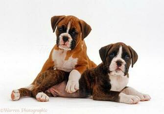 Wp24228 Red Boxer Puppy Weeks Old With His Brindle Half Brother