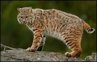 Bobcat