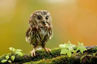 Cute Baby Owl 1funny