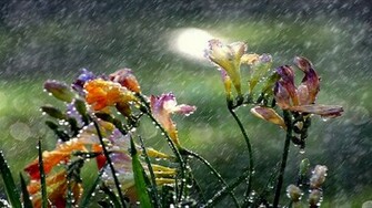 Rain Wallpaper HD Apple