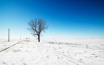 Snow Road Tree Wallpaper HD