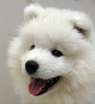 Nice Samoyed Dog Photo And Wallpaper Beautiful