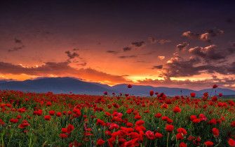 Wallpaper Poppy Farm Sunset Landscape Nature