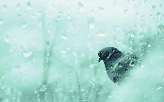 Dove In Rainy Day Desktop Wallpaper