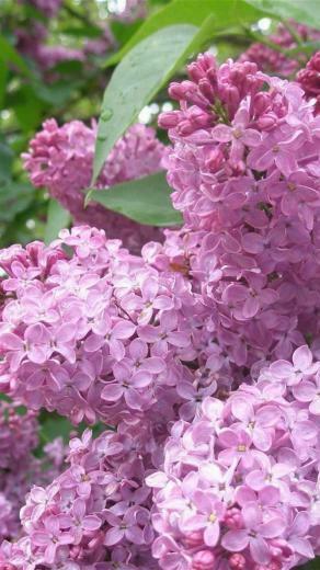 iPhone HD Lilacs Bloom Spring Shrub Wallpaper