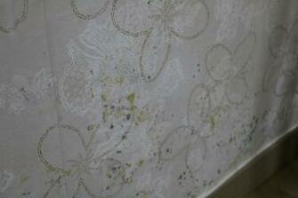 Mold And Allergies In Korea Wandering African