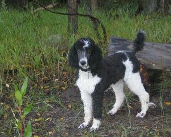 Standard Poodle Wallpaper Pictures Breed Information