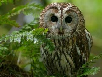 Cute Owl HD Wallpaper Crystalvore