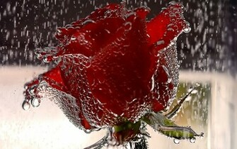 Popular Rose Wallpaper Beautiful Red Pictures