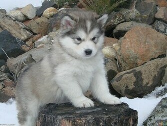 White Alaskan Malamute Puppies Wide Wallpaper