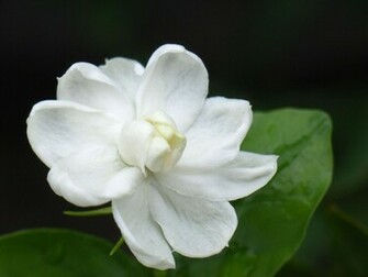 Jasmine Flower Wallpaper HD