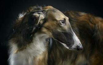 Wallpaper Each Beauty Borzoi Image For Desktop Section