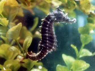 Sea Horse Wallpaper Animals Library