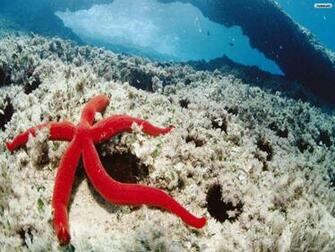 Class Asteroidea The Names Starfish And Sea Star Essentially Refer To