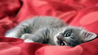 Cat Wallpaper