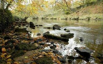 River Shore Tree Foliage Rocks Wallpaper