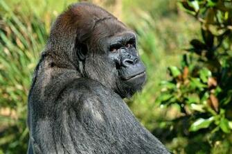 Silverback Gorilla Affordable Wall Mural Photowall