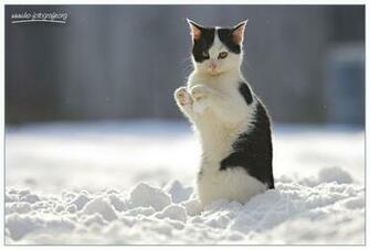 Winter Cat Wallpaper