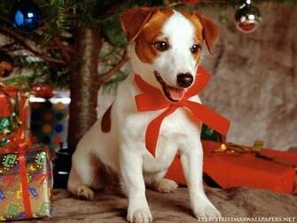 Christmas Dog Wallpaper