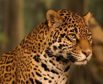 Jaguar Animal HD Wallpaper Wallpapertube
