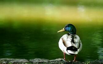 Ducks Close Up High Definition Desktop Wallpaper
