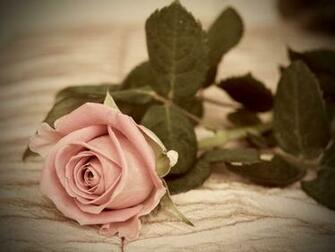 Vintage Rose Wallpaper