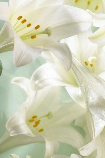Easter Lilies Wallpaper