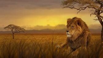 Lion Sitting Under Tree Wallpaper Stream