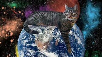 Itt Awesome Cat Wallpaper Hq