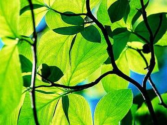 Nature Magazine Archives Wallpaper Best HD